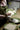 Assiette plate vert jade