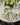 Dinner Plate Portrait